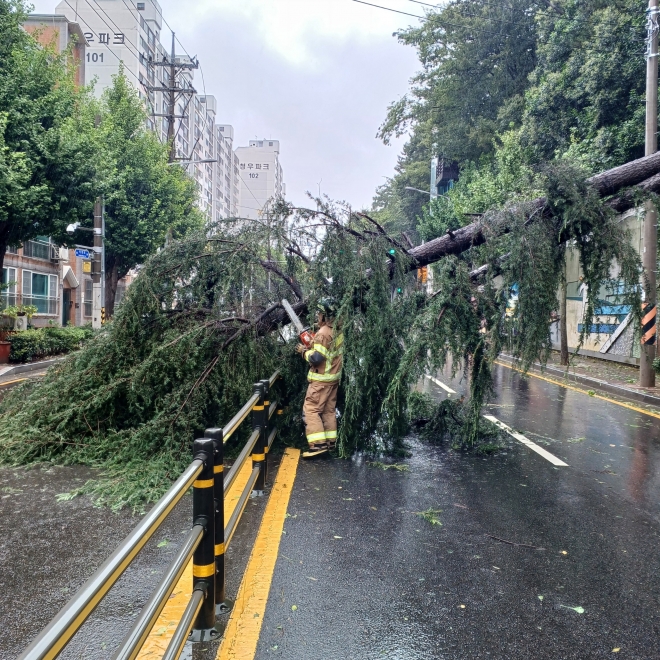 10일 오전 부산 북구 한 도로에 가로수가 쓰러져 소방 당국이 안전조치를 하고 있다. 부산소방재난본부 제공