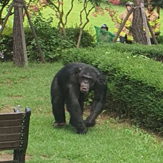 11일 대구 달성공원 동물원 우리에서 탈출해 공원 내부를 돌아다니는 침팬지. 대구경찰청 제공