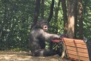 바깥 세상이 궁금했나…동물원 탈출한 침팬지 ‘루디’ 하늘나라로