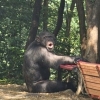 바깥 세상이 궁금했나…동물원 탈출한 침팬지 ‘루디’ 하늘나라로