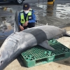강원·경북으로 북상하는 상어… “뜨거워진 바다 탓”