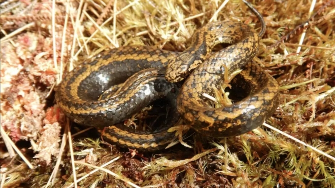 남미 페루의 안데스 산맥 자락  오티시 국립공원 안에서 발견된 새 뱀 ‘Tachymenoides harrisonfordi’ 컨저베이션 인터내셔널 제공