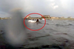 죽은 새끼 보내지 못한 어미 돌고래…등에 업은 모습 제주서 ‘포착’(영상)