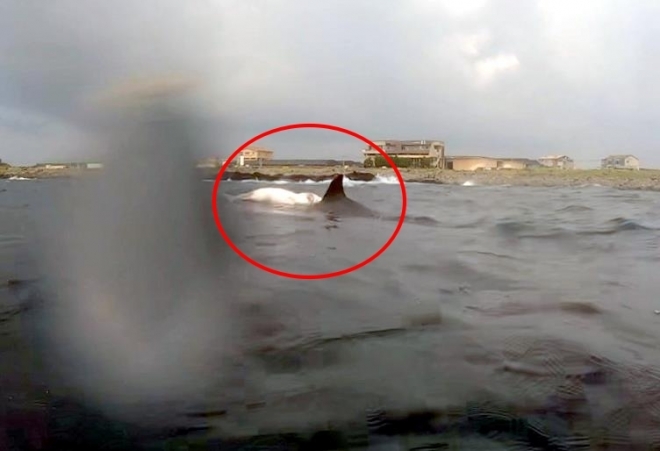 죽은 새끼 등에 업고 헤엄치는 남방큰돌고래. 서귀포해양경찰서 제공 영상 캡처