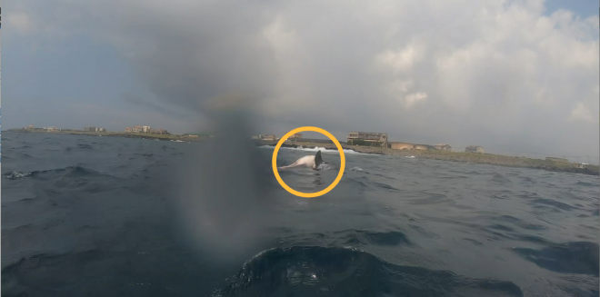 남방큰돌고래가 죽은 새끼를 등에 업고 이동하는 모습. 서귀포해양경찰서 제공