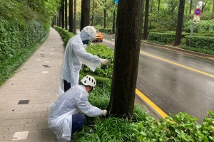 강남, 링거주사로 양재천 나무 살리기