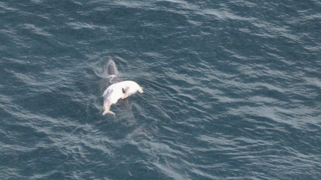 지난 15일 핫핑크돌핀스가 서귀포시 대정읍 신도리 앞바다에서 촬영한 사진과 영상에서 어미로 보이는 제주 남방큰돌고래가 죽은 새끼 돌고래를 등에 업고 다니는 모습이 확인된다. 핫핑크돌핀스 제공