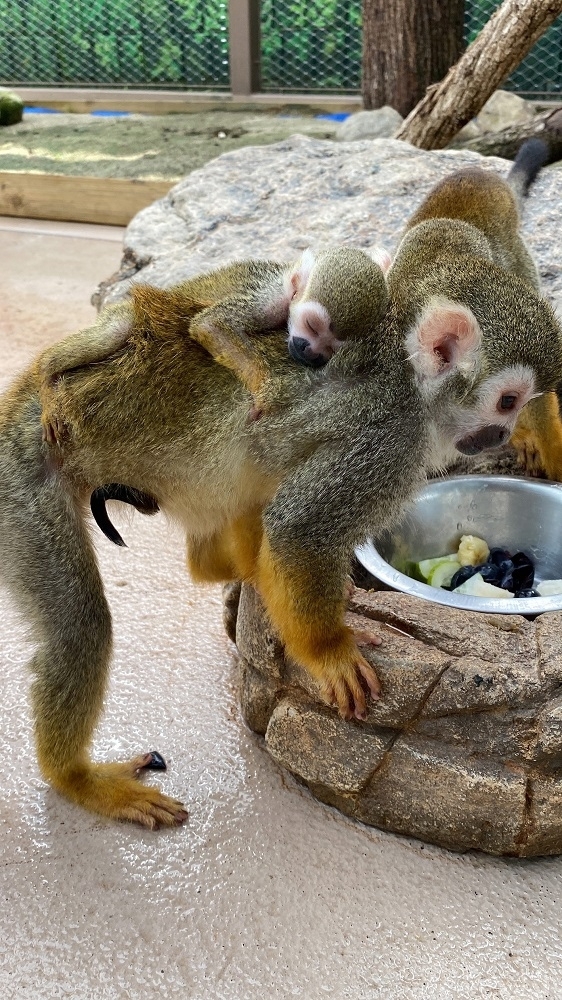 순천만국가정원 어린이동물원에 있는 다람쥐원숭이