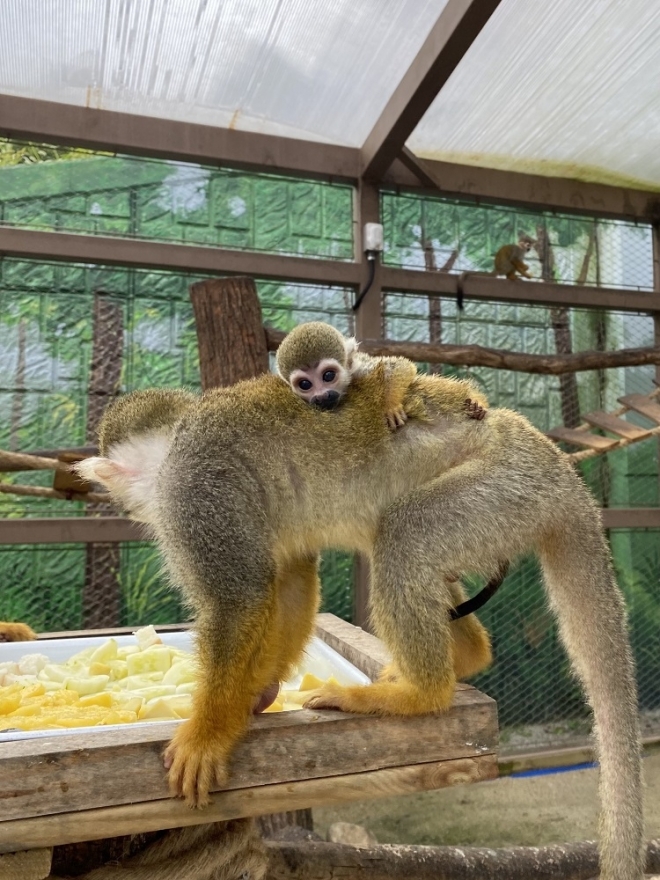 다람쥐원숭이 새끼 ‘박람이’