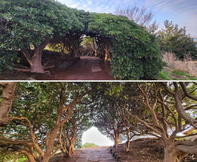 키세스존 밖에서 바라본 돈나무의 모습(위)과 안에서 바라본 돈나무의 모습. 제주 강동삼 기자