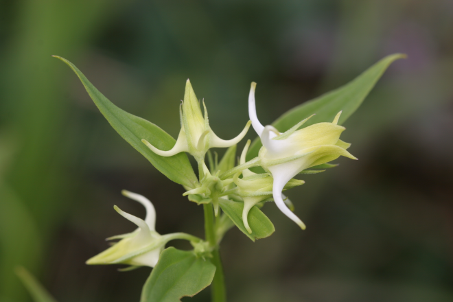 멸종위기 야생생물 2급인 ‘참닻꽃’은 기존 명명된 닻꽃(Halenia corniculata)이 있으나 2019년 국내 학자가 한반도 중남부 분포 개체는 형태나 DNA 염기서열이 한반도 북부나 중국·러시아·일본에 서식하는 종과 뚜렷이 구분된다는 것을 규명한 후 참닻꽃(Halenia coreana)라는 학명이 부여됐다. 국립생물자원관