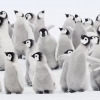 “남극대륙 황제펭귄 새끼 1만 마리가 익사하거나 동사…해빙 줄어”