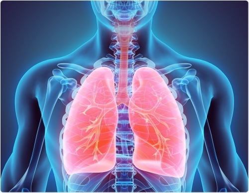 폐는 한 번 망가지면 재생 및 회복이 어려운 장기로 알려져 있다. 한-미 공동 연구팀이 폐 재생 메커니즘을 밝혀내 폐 재생 기술 확보에 한 발 다가섰다는 평가를 받고 있다.  사이언스 제공