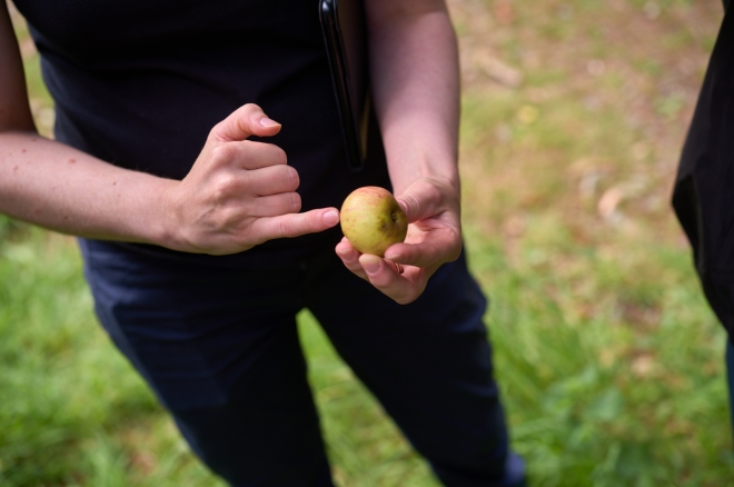 프랑스 브르타뉴 사과 농장에서 재배하는 시드르용 사과. 크기가 작고 당도가 낮다.