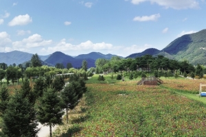 가평군, 내달 16일~10월 15일 ‘자라섬 가을꽃 축제’