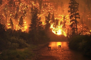 산불, 재산상 피해보다 더 심각한 ‘문제’ 일으킨다