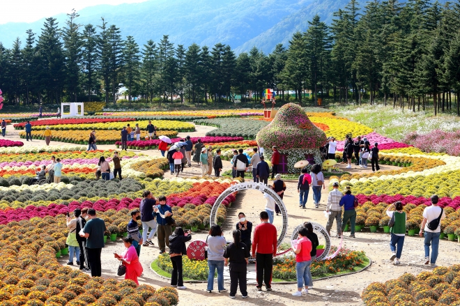 2022년 강원 인제 용대관광지에서 열린 가을꽃축제. 인제군 제공