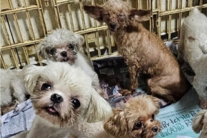 어미 배 갈라 새끼만 살려… ‘지옥의 개 번식장’