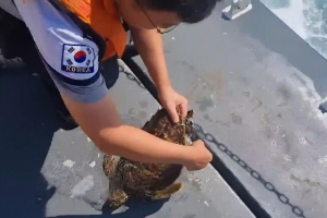 “휴~ 천만다행이네”… 멸종위기 매부리바다거북 그물에 걸려 구조