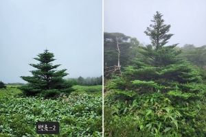 젊고 팔팔한 ‘크리스마스 트리’ 찾아라… 한라산 대표 구상나무 선발대회