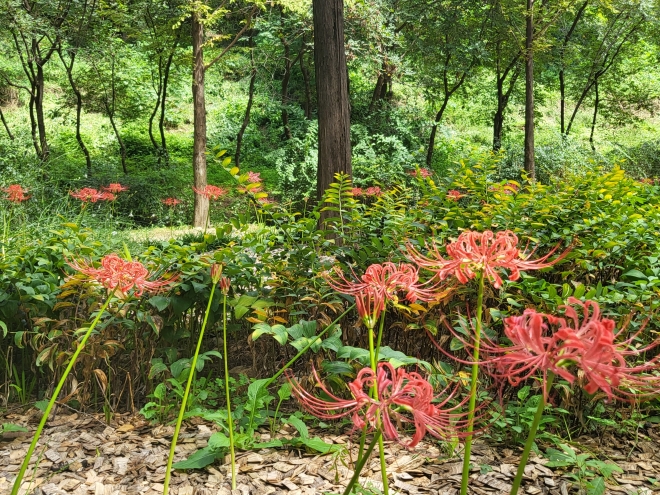 난지도 하늘공원 메타세쿼이아길에 핀 붉은 상사화. 2023.9.6  마포구 제공