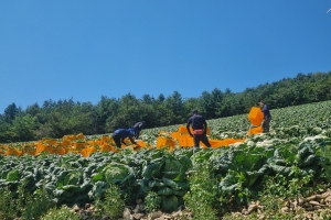 ‘기상변화 최후의 보루’…해발 1100m 안반데기까지 배추 찾아간 롯데마트