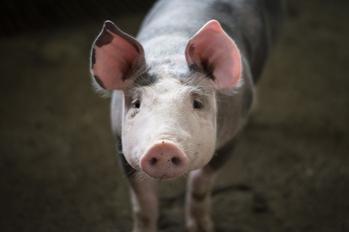 돼지는 인간에게 이식이 가능한 이종 장기이식의 ‘도구’로 주목받는 동물이다. 중국과 영국 과학자들이 인간과 돼지 세포를 결합한 키메라를 만들어 돼지에게 이식해 키워 인간화 신장으로 만드는 데 성공했다.  픽사베이 제공