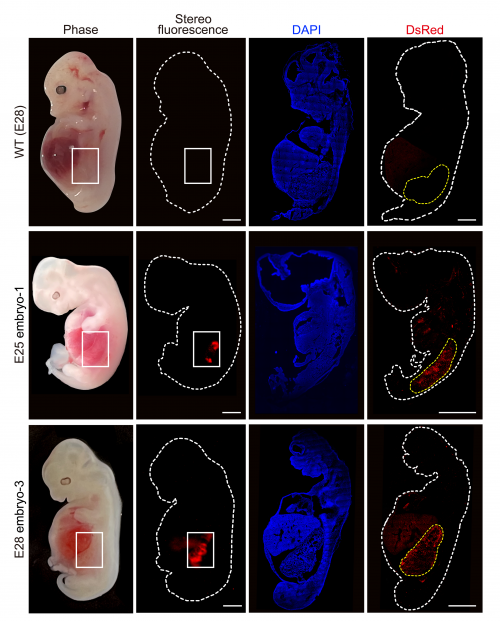 돼지와 인간 세포를 결합시킨 키메라가 돼지 몸 속에서 25~28일 동안 성장한 뒤 인간화 신장(붉은색)을 형성한 모습. 사람에게 이식시킬 수 있는 신장 개발의 첫 단계를 성공적으로 넘어선 것으로 평가받고 있다.  셀 스템 셀 제공