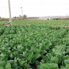 해남군, 배추 작목전환 시 보조금 지급