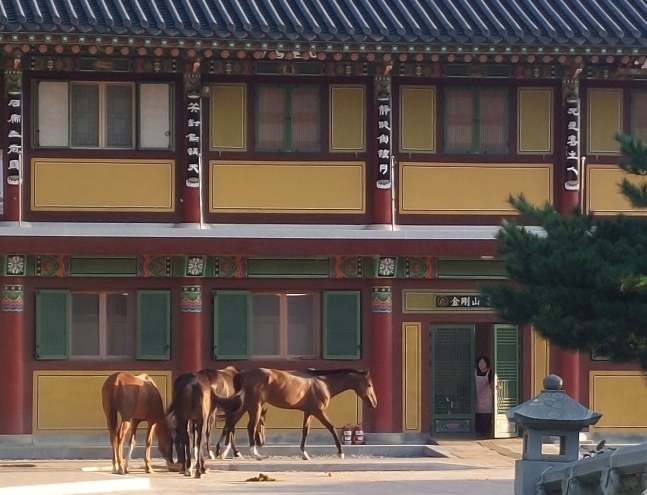 강원 고성경찰서 제공