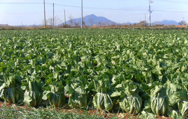 가을배추(해남)