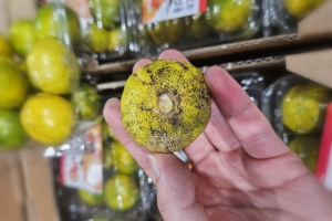 설마 이게 상품이라고?… 제주도, 비상품 감귤 불법유통에 초긴장