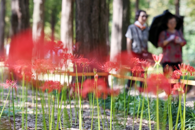 하늘공원 메타세쿼이아길을 찾은 시민들이 공원에 가득 핀 상사화 사이를 걸어가고 있다. 뉴스1