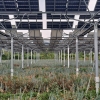 영농형 태양광 실증단지 가보니…농작물 수확에 발전으로 소득증대까지 1석2조