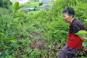 [단독] “동티날까 봐 맘대로 못허구”… 잊힌 무덤은 다시 수풀에 묻혔다[파묘: 조상님 묘를 옮기겠습니다]