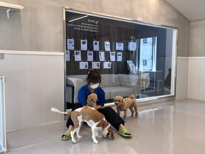 서울 서초구 반려견 돌봄쉼터