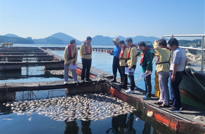 전라남도가 남해안 고수온으로 피해를 입은 여수와 완도, 진도, 신안 등 고수온 피해 양식어가를 조사하고 있다.