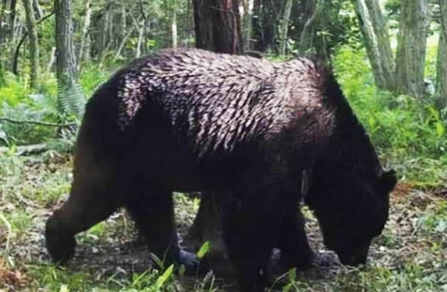 지난 7월 일본 홋카이도에서 사살된 불곰(코드명 ‘오소18’). 시베차정 제공