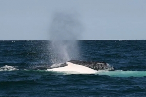 호주 시드니 근처 바다에서 고래와 낚싯배 충돌 1명 사망…