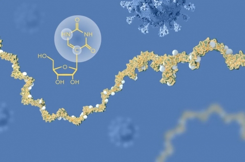 mRNA 백신이 작용하는 원리의 모식도  노벨 재단 제공