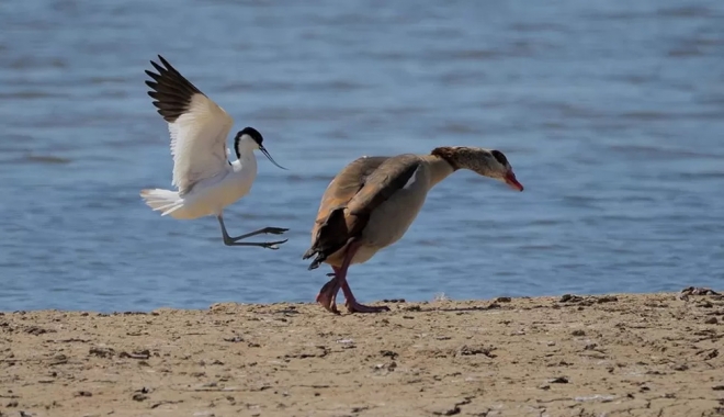 앨런 홈즈 영국 RSPB 민스미어 “며칠 동안 서포크주를 찾아 몇몇 종을 찾아 헤매다 RSPB 민스미어 유수지로 우회하기로 마음먹었다. 무더운 날이라 새가 숨는 곳 중 한 곳에서 열을 식히고 있었다. 이집트거위 한 마리가 조그만 섬에 날아온 것을 알아챘다. 곧이어 되부리장다리물떼새(avocet)에 집중하며 그 녀석이 부리로 쪼아 거위를 쫓아버릴 것이란 점을 알았다.”