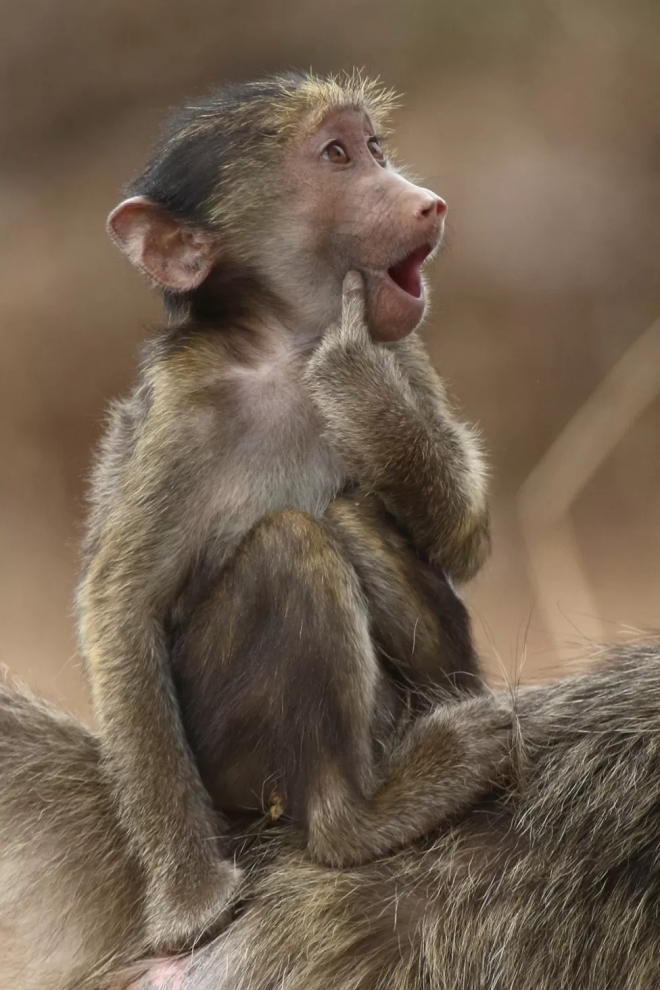 브리지트 알카라이 마콘 남아공 크루거국립공원 “이 어린 차크마개코원숭이(chacma baboon)은 엄마의 등에 걸터앉아 장난을 치며 이런 귀여운 표정을 지어 보였다.”