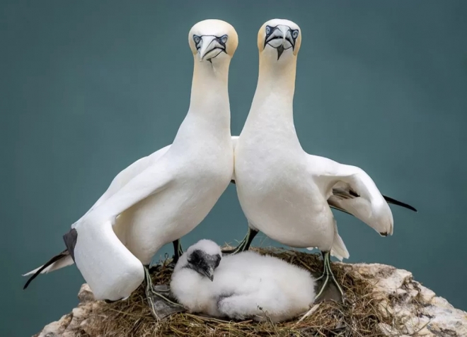 조 애쉬다운 영국 요크셔주 “RSPB 벰프턴 클리프에서는 매년 3월부터 10월 사이에 50만마리 가량의 바닷새들이 날아와 북해를 굽어보는 벼랑 위에 둥지를 지어 새끼들을 길러낸다. 부비새(Gannet)들은 평생 짝과 붙어 지낸다. 새끼들을 길러낸 둥지로 해마다 돌아온다. 벼랑 꼭대기에 안전하게 누워 부비새가 둥지에 한 마리씩 돌아올 때마다 부비새가 느끼는 공감을 관찰할 수 있었다. 그들은 환영 의식을 치르는데 부리를 부비고, 목을 서로 휘감는다. 유대를 얼마나 돈독히 하는지 모른다. 다양한 포즈를 취하는 모습을 똑똑히 포착할 수 있다. 집에 왔을 때까지 내가 이 사진을 촬영했는지도 몰랐다. 하지만 크게 웃음을 터뜨리기 시작했다. 자랑스러운 부모 같기도 했고, 새끼들과 함께 포즈를 취한 모습은 영락없는 가족 앨범의 한 사진 같다.”