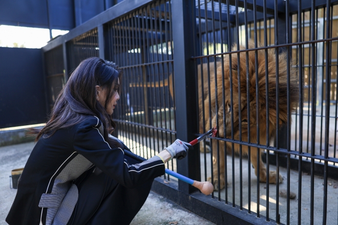 김건희 여사가 5일 충북 청주동물원을 방문해 사자 ‘바람이’에게 먹이를 주고 있다. 대통령실 제공