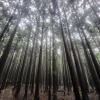 사려니숲·장생의숲에 가면 쉼표와 만난다… 대한민국 100대 명품숲 선정
