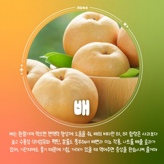 가지뉴스