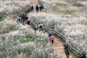 [포토] 억새 만발한 민둥산