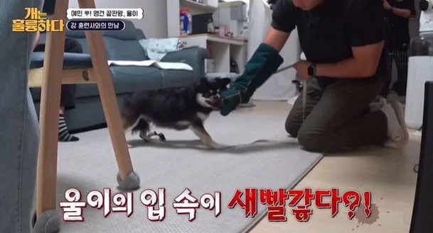 KBS 2TV ‘개는 훌륭하다’