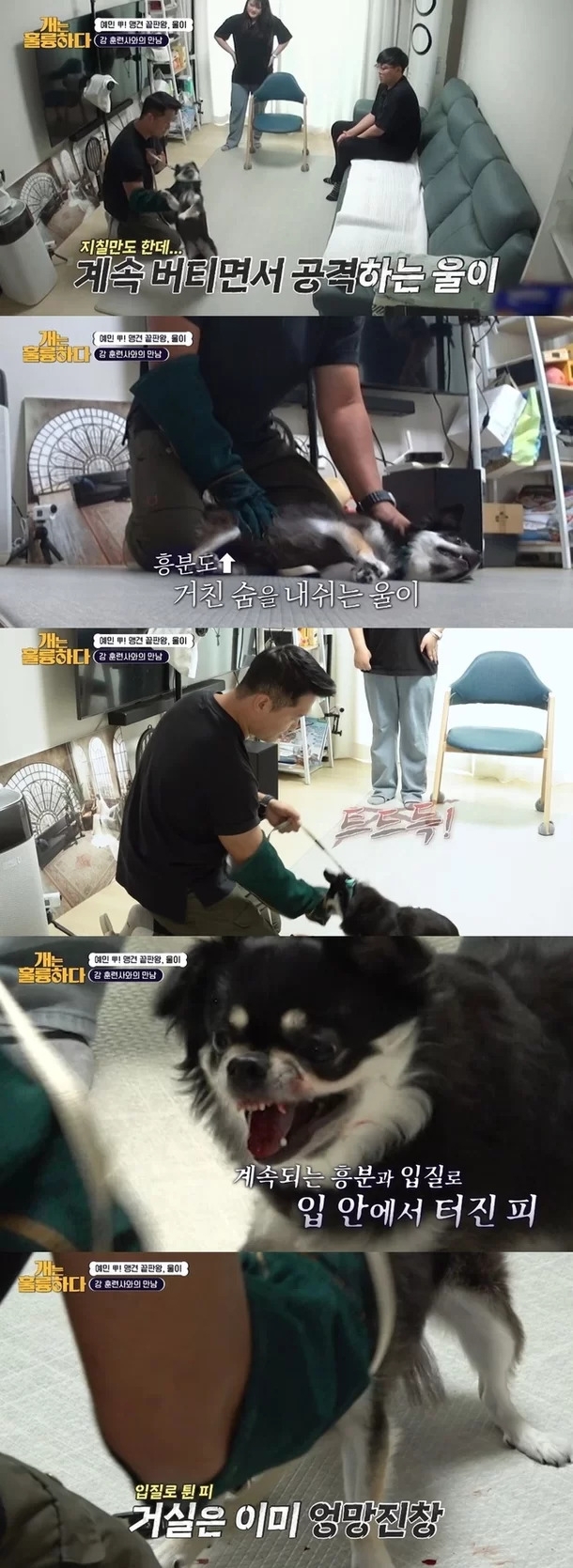 KBS 2TV ‘개는 훌륭하다’