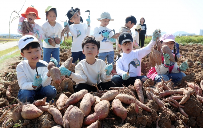 고사리손들 고구마 캐기 체험